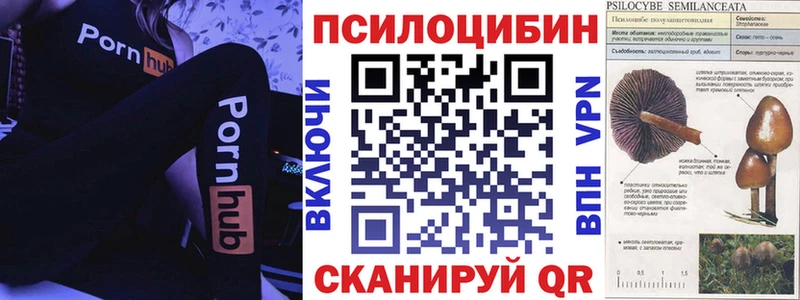 Галлюциногенные грибы Psilocybe Саяногорск